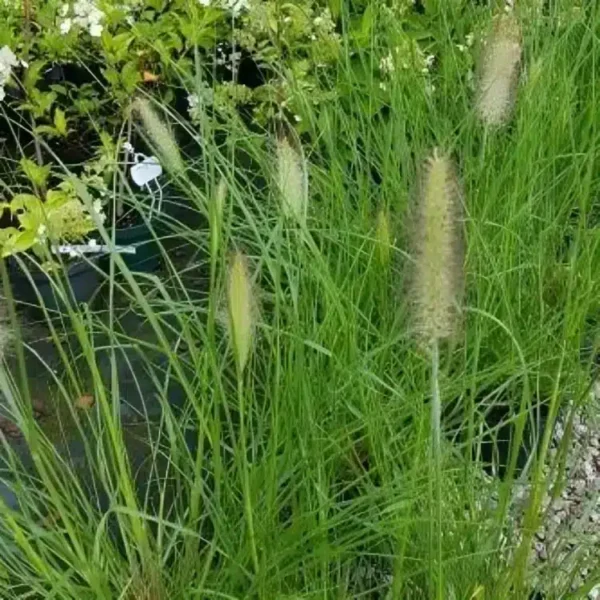 Pennisetum alopecuroides ‘Lady U 1