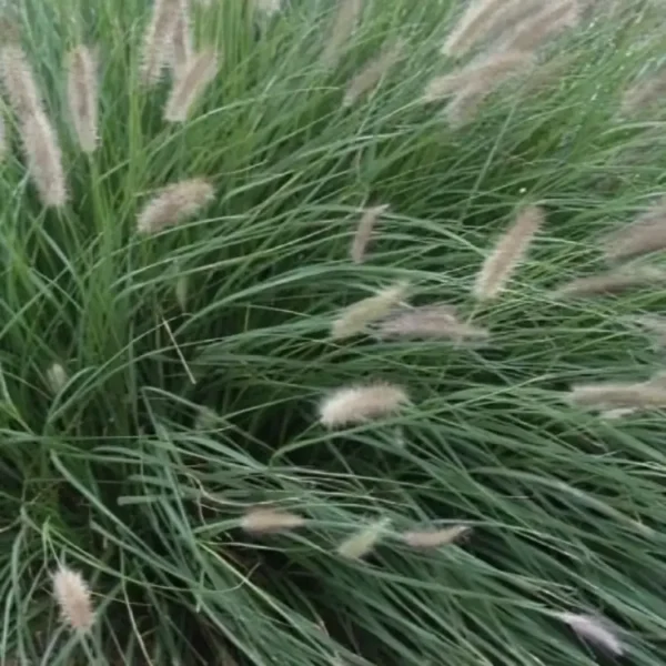 Pennisetum alopecuroides ‘Lady U 3