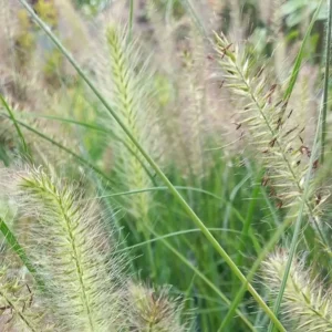 Pennisetum alopecuroides Hameln 1