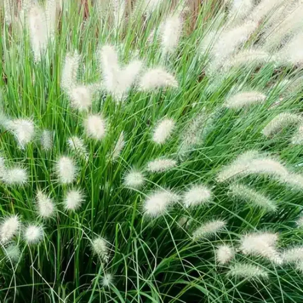 Pennisetum alopecuroides Hameln 2