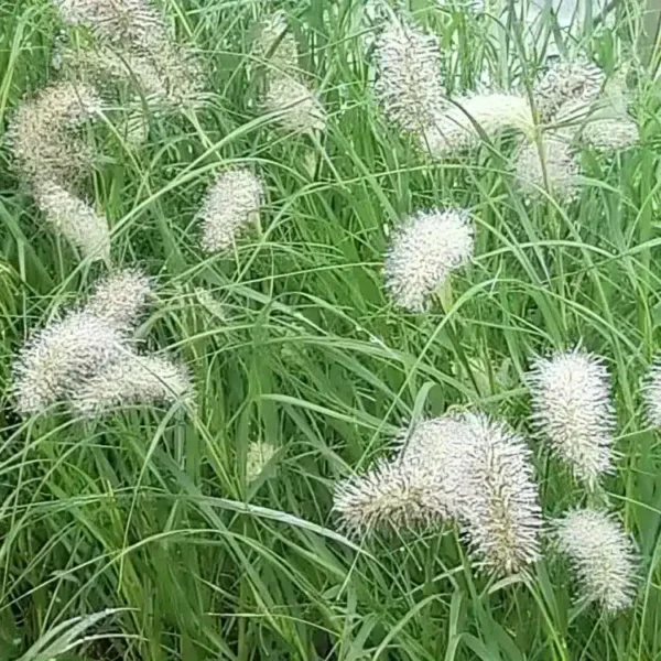Pennisetum alopecuroides Hameln 3