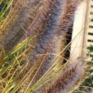 Pennisetum alopecuroides Moudry