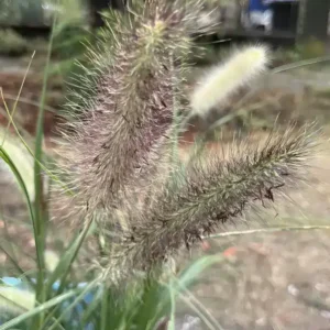 Pennisetum alopecuroides National Arboretum