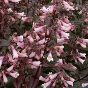 Penstemon 'Dark Towers' (Beardtongue)