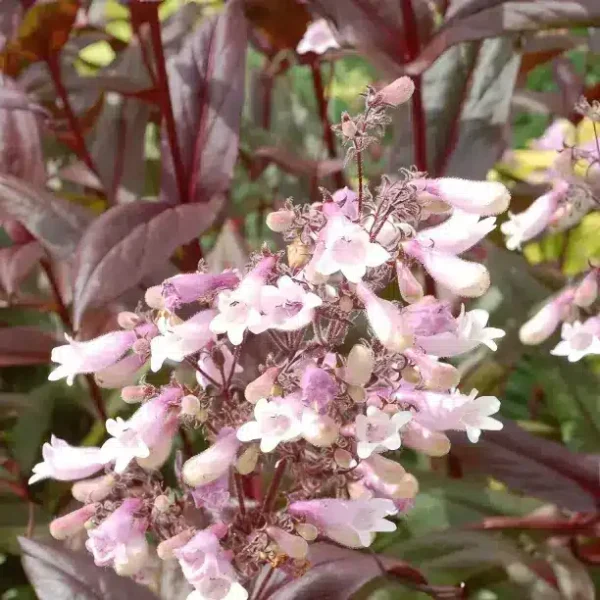 Penstemon 'Dark Towers' (Beardtongue) - Image 2