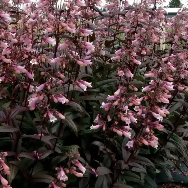 Penstemon 'Dark Towers' (Beardtongue) - Image 3