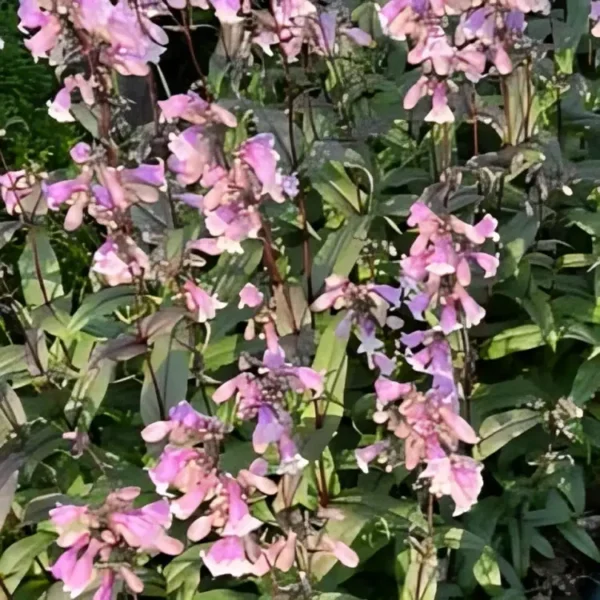 Penstemon 'Midnight Masquerade' (Beardtongue)