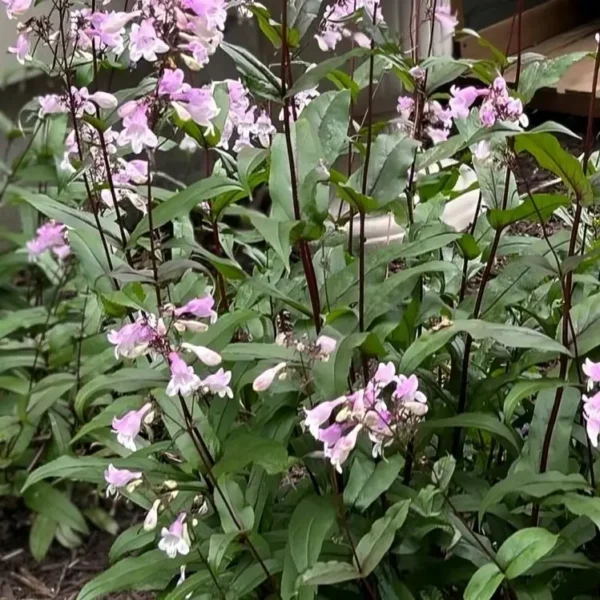 Penstemon 'Midnight Masquerade' (Beardtongue) - Image 3