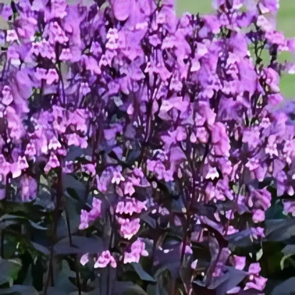 Penstemon 'Midnight Masquerade' (Beardtongue) - Image 2