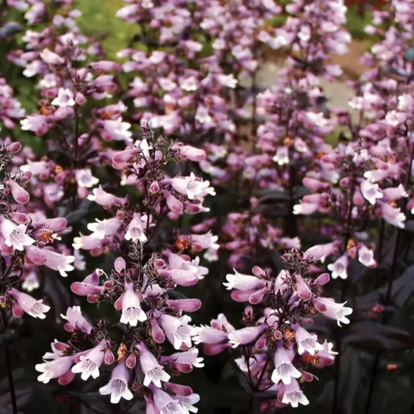 Penstemon digitalis 'Dakota Burgundy' (Dakota Series) - Image 3