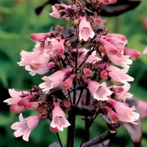 Penstemon digitalis 'Dakota Burgundy' (Dakota Series)