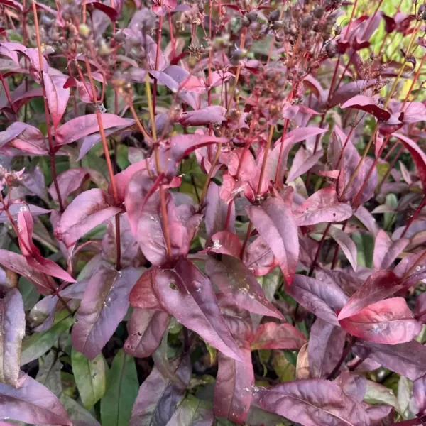 Penstemon digitalis 'Husker Red' (Foxglove Beardtongue) - Image 2