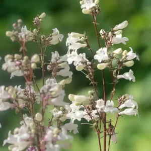 Penstemon digitalis 'Husker Red' (Foxglove Beardtongue)