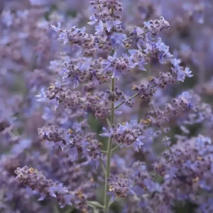 Perovskia 'Bluesette'