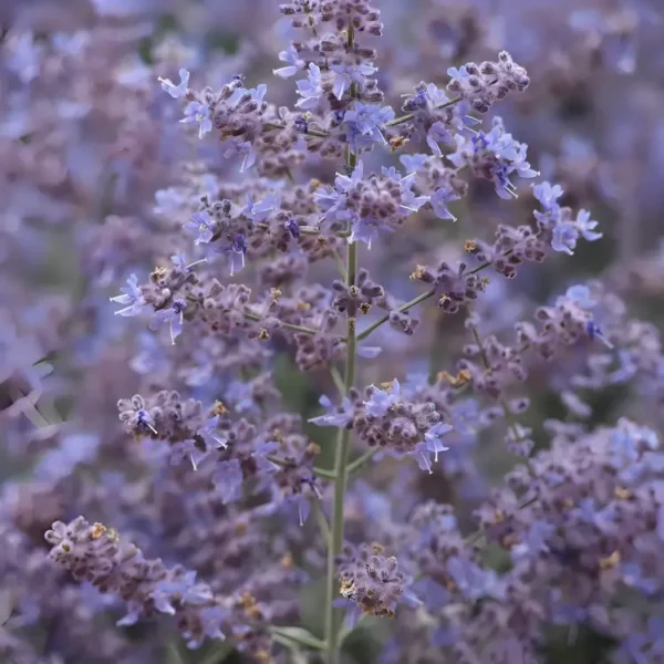 Perovskia 'Bluesette'