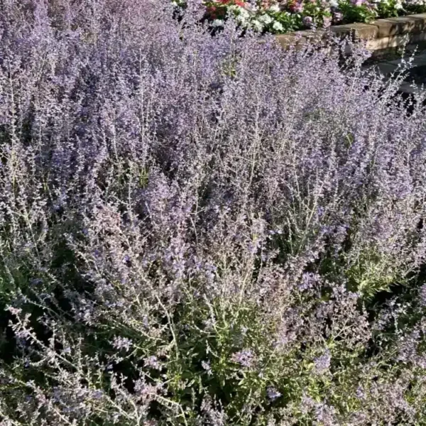 Perovskia 'Bluesette' - Image 3