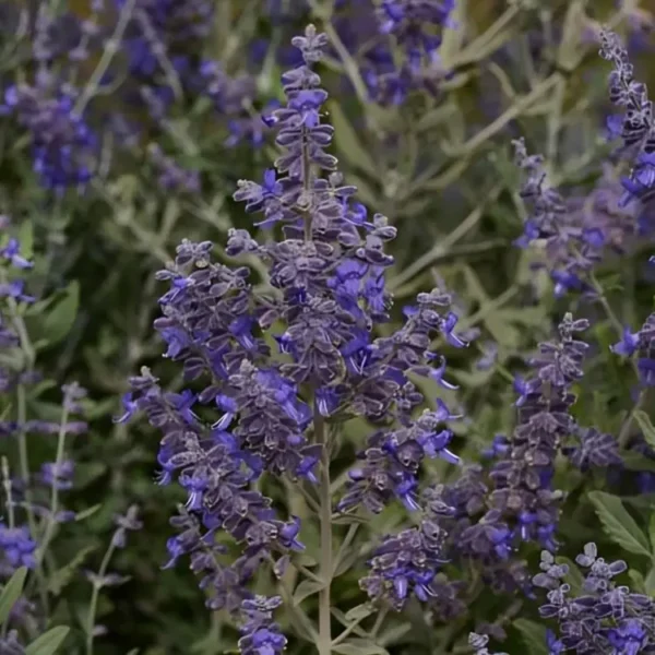 Perovskia atriplicifolia 'Blue Steel' - Image 2