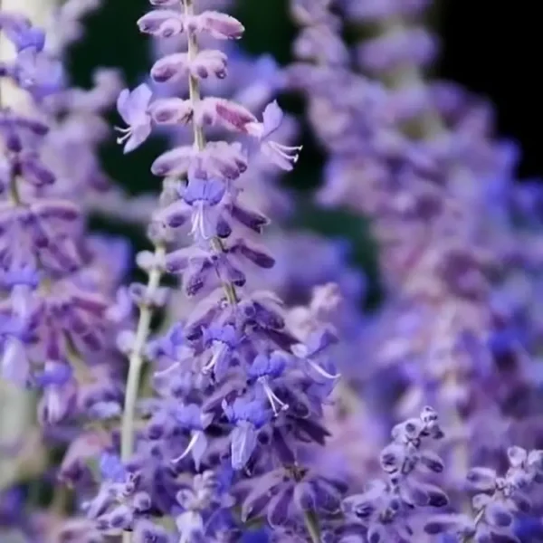 Perovskia atriplicifolia 'Blue Steel' - Image 3