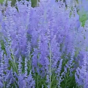 Perovskia atriplicifolia 'Blue Steel'