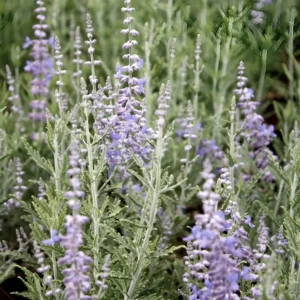 Perovskia atriplicifolia 'Lacey Blue'