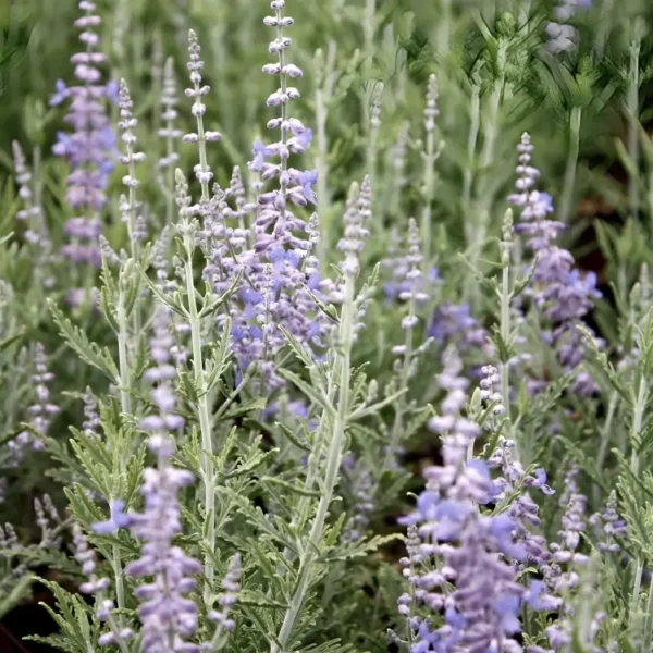 Perovskia atriplicifolia 'Lacey Blue'