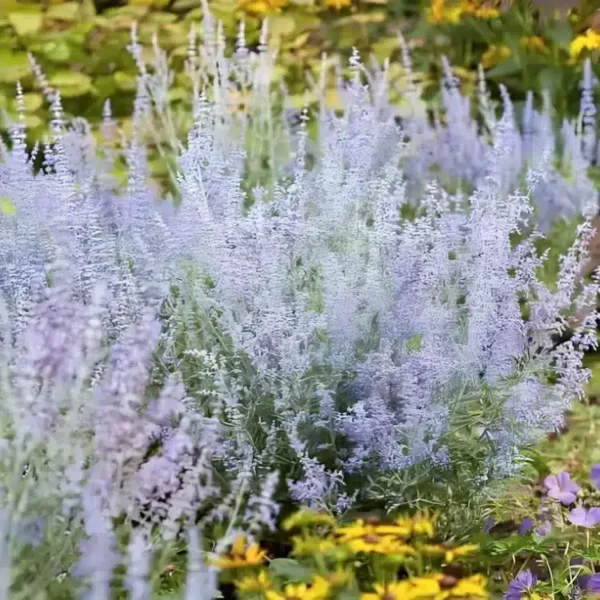 Perovskia atriplicifolia 'Lacey Blue' - Image 3
