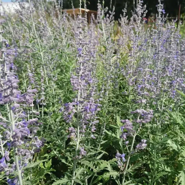 Perovskia atriplicifolia 'Lacey Blue' - Image 2