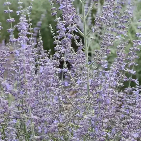 Perovskia atriplicifolia 'Prime Time' - Image 2