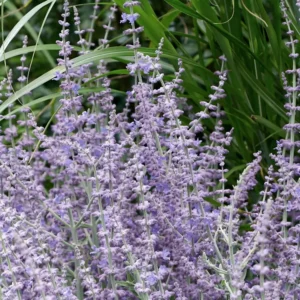 Perovskia atriplicifolia 'Prime Time'