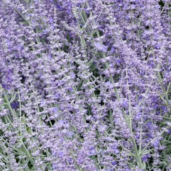 Perovskia atriplicifolia 'Prime Time' - Image 3