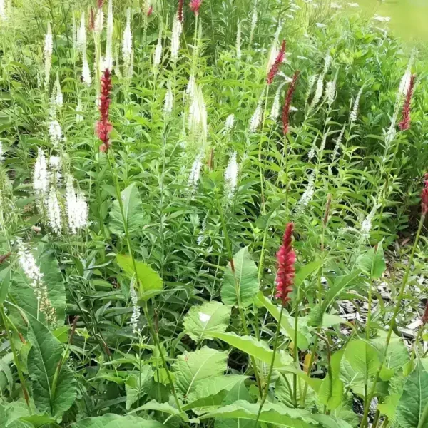  Persicaria Amplexicaulis ‘Speciosa’ (Bistorta) - Image 2