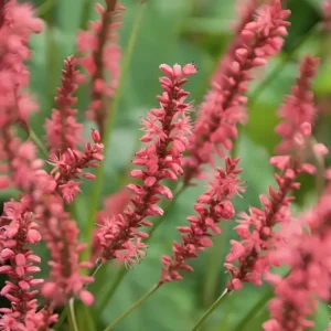  Persicaria Amplexicaulis ‘Speciosa’ (Bistorta)