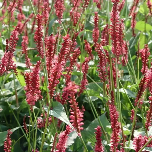  Persicaria Amplexicaulis ‘Speciosa’ (Bistorta) - Image 3