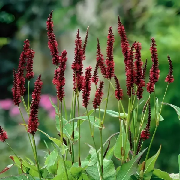 Persicaria amplexicaulis 'Blackfield' - Image 3