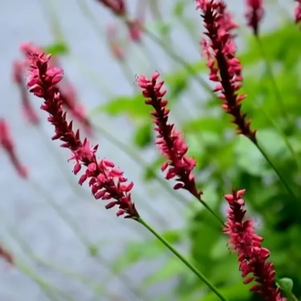 Persicaria amplexicaulis 'Blackfield' - Image 2