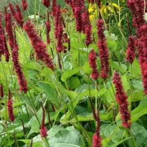 Persicaria amplexicaulis 'Blackfield'