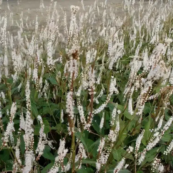 Persicaria  amplexicaulis ‘Alba’ (Bistorta) - Image 3