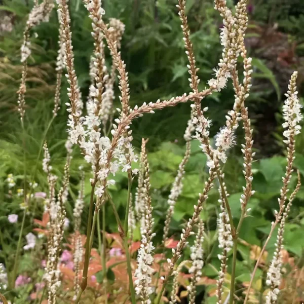 Persicaria  amplexicaulis ‘Alba’ (Bistorta) - Image 2