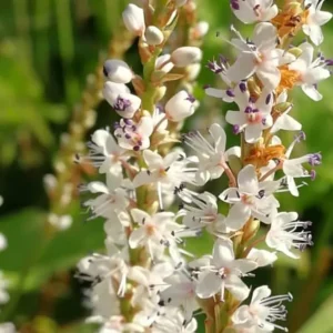 Persicaria  amplexicaulis ‘Alba’ (Bistorta)