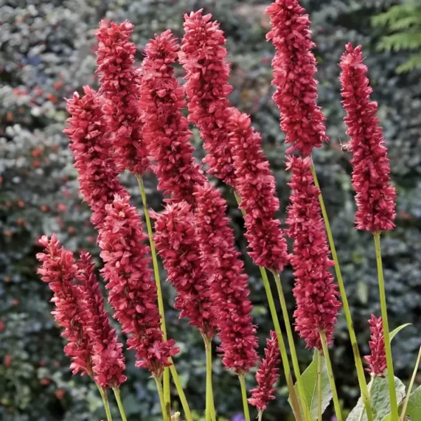 Persicaria amplexicaulis 'Fat Domino' - Image 2