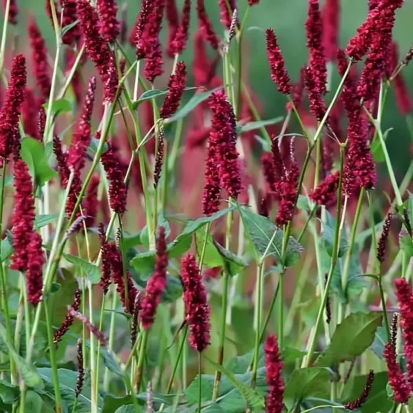 Persicaria amplexicaulis 'Fat Domino' - Image 3
