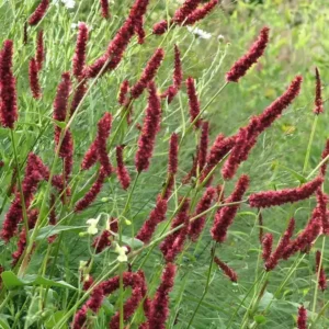 Persicaria amplexicaulis 'Fat Domino'
