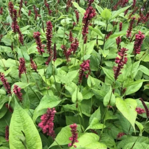 Persicaria amplexicaulis 'Red Baron' (Red Bistort)