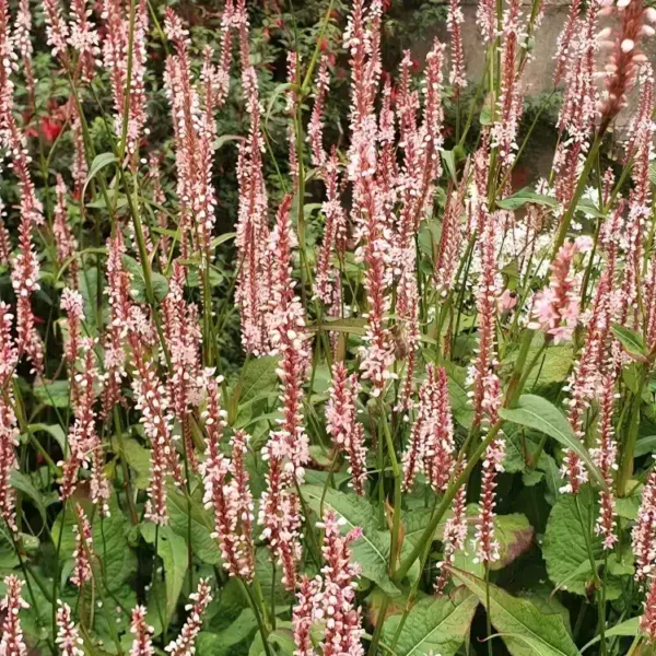 Persicaria amplexicaulis 'Rosea' - Image 2