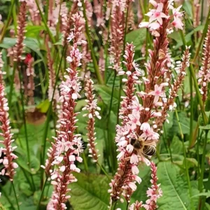 Persicaria amplexicaulis 'Rosea'