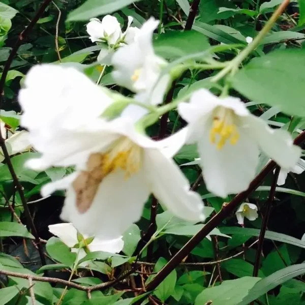 Philadelphus Belle Etoile 1