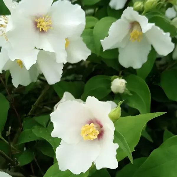 Philadelphus Belle Etoile 3