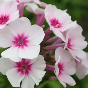 Phlox paniculata 'Adessa Pink Star' (Adessa Series)