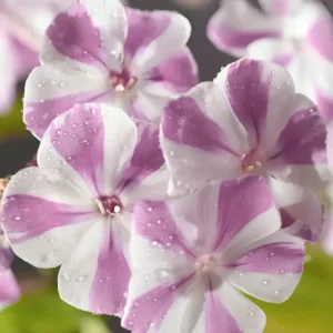 Phlox Paniculata 'Adessa Special Lilac Twist' (Adessa Series)