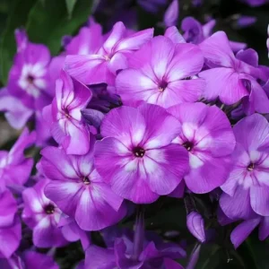 Phlox Paniculata Top Shelf 'Purple Kiss'